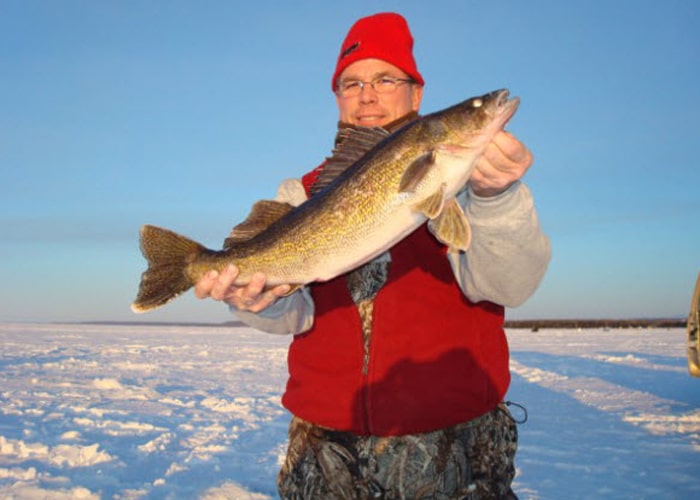 walleye caught ice fishing in strugeon bay