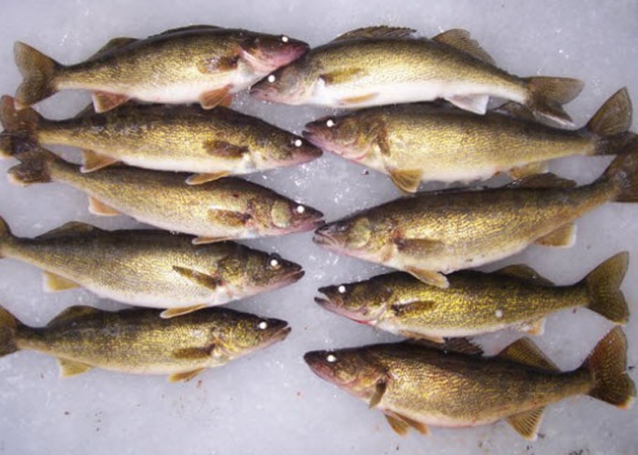 ice fishing for walleyes in sturgeon bay